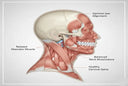 Neck Pain Relief: The Night Guard Connection